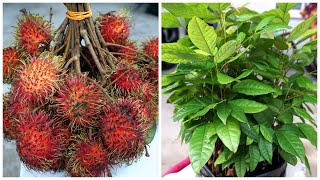 How To Grow Seeds Rambutan  Cara Semai Biji Rambutan [upl. by Yrahcaz]