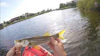 Cape Coral multi species canal fishing [upl. by Wilburn610]