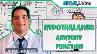 Neurology  Hypothalamus Anatomy amp Function [upl. by Ensoll71]