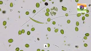 Euglena [upl. by Anyaj]