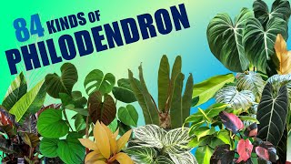 84 SPECIES OF PHILODENDRON  HERB STORIES [upl. by Nois]