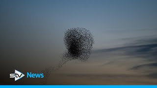 Murmuration of 30000 starlings swirl across sunset [upl. by Anilehs]