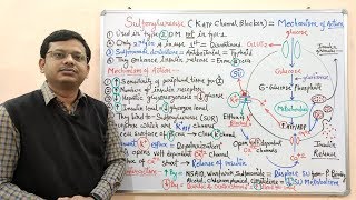 Diabetes Mellitus Part10 Mechanism of Action of Sulfonylurease  Antidiabetic Drugs  Diabetes [upl. by Dixon143]