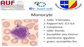 MORPHOLOGIE EN HEMATOLOGIE EPISODE 1 [upl. by Ahsirk]