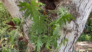 Philodendron Lessons From Nature  Care Tips Indoor Outdoor Philodendrons  Thread Tank [upl. by Swarts679]