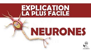 lexplication la plus facile  Neurones et Transmission Neuronale [upl. by Ynaffik]