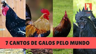 GALO CANTANDO  7 Cantos Diferentes de Galos [upl. by Sturrock705]