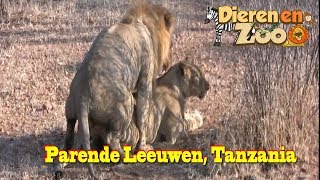 Parende Leeuwen in het wild Ruaha Tanzania [upl. by Assyl]