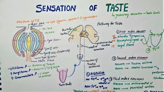 Sensation Of Taste  Taste Pathway  Physiology [upl. by Dviad]