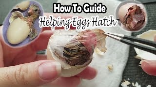 Helping Eggs Hatch  How To Save the Chick [upl. by Aivek]