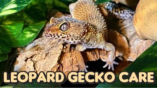 Everything You Need to Know About Leopard Gecko Care [upl. by Marsiella]