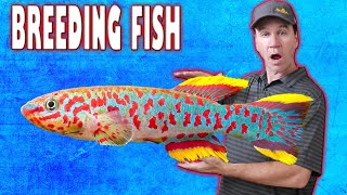 Easy Way to Breed Gardneri Killifish and Raise Killifish Fry [upl. by Flosser]