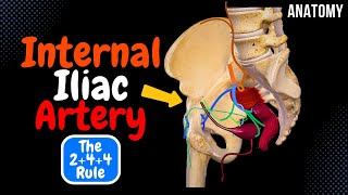 Ophthalmic Artery  Anatomy Branches amp Relations [upl. by Tien]