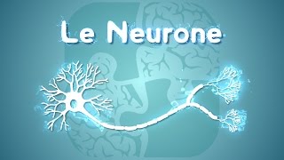 Neurolexique 1  Le Neurone [upl. by Siron]