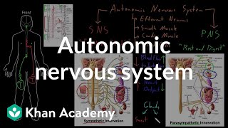 Autonomic nervous system  Organ Systems  MCAT  Khan Academy [upl. by Ynehteb]