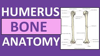 Humerus Bone Anatomy and Physiology Lecture [upl. by Kenton]