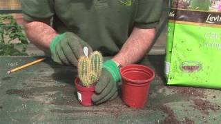 How To Grow A Cactus Plant [upl. by Mahla]