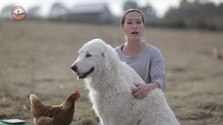 Livestock Guardian Dogs 101 [upl. by Loughlin]