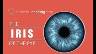 The Iris of the Eye  How the Eyes Iris Works  The Purpose of the Iris  What is the Iris [upl. by Roeser]