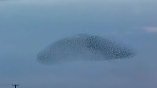 Swooping Starling Murmuration Captured By Cambridgeshire Birdwatcher [upl. by Tollmann]