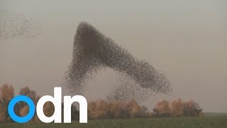 Massive murmuration of starlings in Israels skies [upl. by Saidnac]