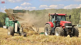 KIDNEY BEAN Combines Harvesting [upl. by Falkner]