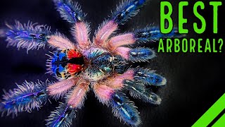 Top 10 BEST Arboreal Tarantulas  YOULL LOVE THESE SPIDERS [upl. by Sherborn]