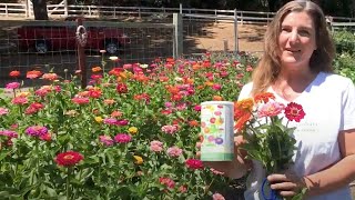 How To Grow Big Beautiful Zinnias From Seed [upl. by Ford]