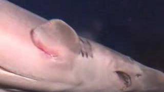 A rare goblin shark [upl. by Walls]