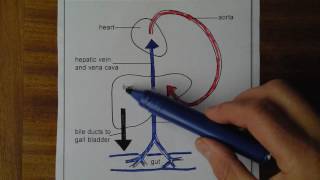 Liver 1 Blood supply and drainage [upl. by Christmas232]