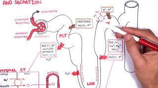 Nephrology  Physiology Reabsorption and Secretion [upl. by Yartnoed]