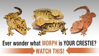 The COMPLETE Guide to Crested Gecko Morphs Part 1 [upl. by Llered]