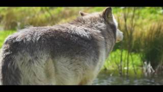 How wolves change rivers  Wolf Watch UK [upl. by Zere450]