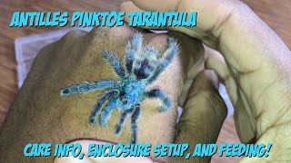 Antilles Pinktoe Tarantula Care Enclosure Setup And Feeding [upl. by Neyu837]