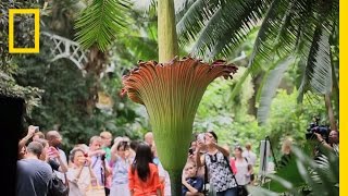 The Corpse Flower Behind the Stink  National Geographic [upl. by Aicat]