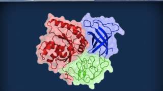 Biochimica strutturale  Proteine ed enzimi [upl. by Gastineau]