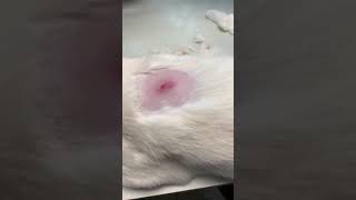 Feline cuterebra removal [upl. by Kamp]