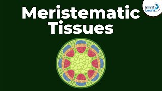 What are Meristematic Tissues  Infinity Learn [upl. by Harberd]