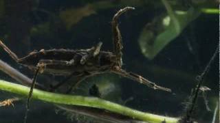 Predatory Water Scorpion [upl. by Tuinenga]