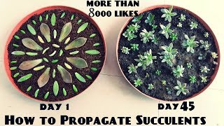 How to Propagate Succulents Fast n Easy [upl. by Nosduj985]