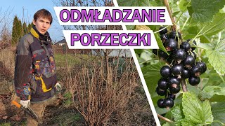 CZARNA PORZECZKA  cięcie odmładzające i rozmnażanie krzewu [upl. by Willamina]