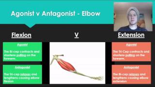 Anatomy 7  Agonist V Antagonist muscle pairs [upl. by Ramedlav325]