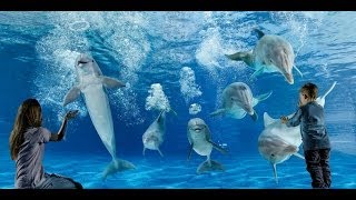 LA VOCE DEI DELFINI  Oltremare 2014 Full Version [upl. by Cordy268]