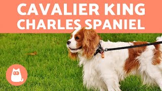 Cavalier King Charles Spaniel  CHARACTERISTICS and CARE [upl. by Pepito]