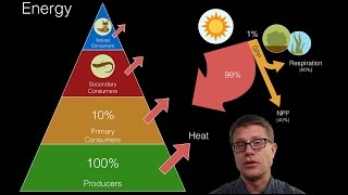 How Ecosystems Function [upl. by Cariotta574]