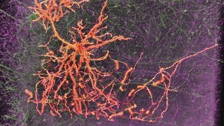 Neurons amp Synapses [upl. by Al580]