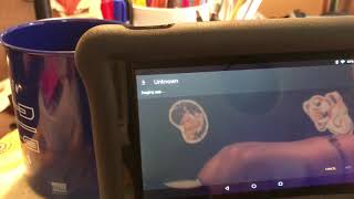 HOW TO Adding iReady to a Kindle Fire tablet [upl. by Therine720]