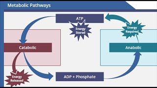 Metabolic Pathways [upl. by Alehs203]