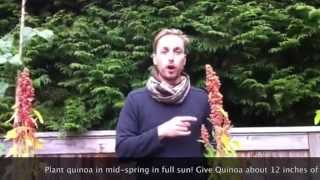 How to Grow and Harvest Quinoa  Vancouver Canada [upl. by Ysdnyl819]