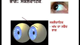 Science c10 Structure of Human Eye [upl. by Deehsar]